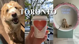 Labradoodle Leo in Toronto | Dog friendly Spots and Hidden Gems in Toronto