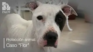 Protecci&oacute;n animal PAOT