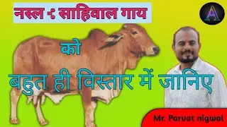 नस्ल:- साहिवाल गाय / sahiwal cattle/ विस्तार में जानिए/ parvat nigwal/ayushman online classes/ PAT