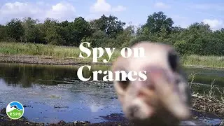 Spy on cranes | RSPB