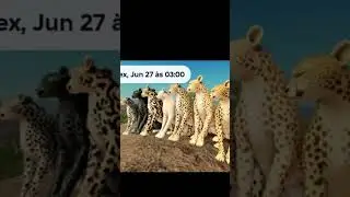 savannah life cheetah update