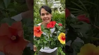 Como cuidar dos Hibiscos        #shorts