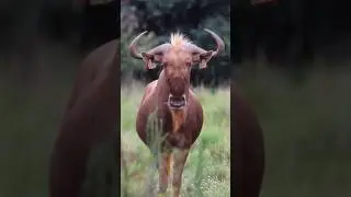 Rare genetic mutation in a Gnu! | The Golden Wildebeest #wildlife #animals #travel #nature #mutant