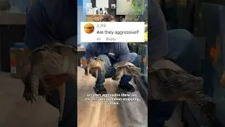 Are my pet snapping turtles AGGRESSIVE?