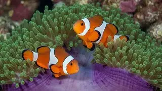 Tranquil Ocean Ambience with Gentle Underwater Sounds for Inner Peace