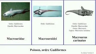 Fish, ordre Gadiformes coryphaenoides merlu nord poisson brasiliensis pectoralis cinereus blanches
