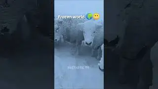 This Frozen World is Scary 😳 #ice #frozen #cow #duck