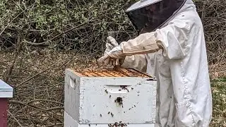 2022 Wisconsin hive update (existing hive)