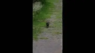 Mystery Beast - BEWARE!