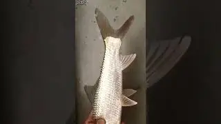 Mrigal Fish #shorts
