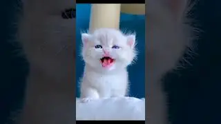 #shorts | this kitten is very funny #87