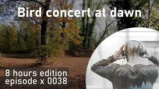 8h of Bird concert at dawn | EP0038 | SoundscapeHours