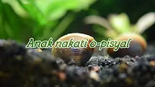 Pinalkang A Tukmem Ilocano Song with Lyrics