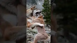Wolf vs Lynx: #animals #wildanimals #animallife #wildlife #wildrift #nature #wolf #cat #animalvideos