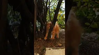 Fun time 😺😸💕 #cats #feline #cuteanimal #subscribe