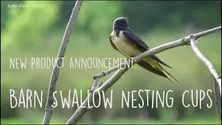 NEW Barn Swallow Nesting Cups