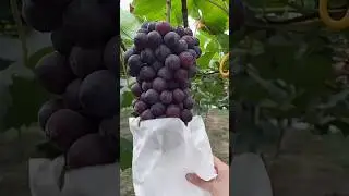 Easy Way to Protect Grapes From Birds and Bugs #satisfying@HappyFarm85