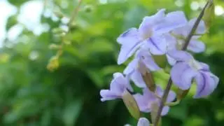 11 將心給我(精典聖歌100首5救贖恩典)