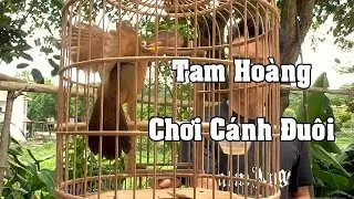1809 Si&ecirc;u phẩm họa mi tam ho&agrave;ng - Bộ to Cao d&aacute;o | Qu&acirc;n Họa Mi