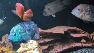 Seachem's NutriDiet Cichlid Flakes Feeding Series Week 1(3/16/23)