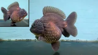 Preparing Potential Oranda Goldfish Breeders, Which Produce Black Monster Oranda Goldfish 