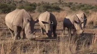 Impressions of Pilanesberg National Park and Mapungubwe National Park