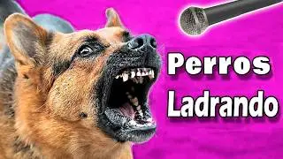 ❤️ &iexcl;PERROS LADRANDO FUERTE! para tu Perro o Gato | &iexcl;Garantizado! ❤️
