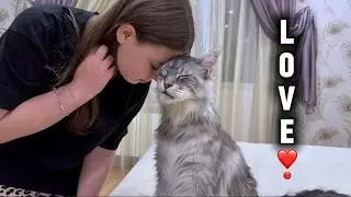 Gelic the Maine Coon Shows His Love💙