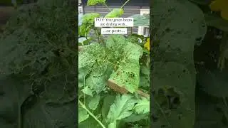 Green Bean Problems & Solutions! #gardening #greenbeantips #gardeningtips