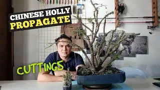 PAANO MAG PATUBO NG CHINESE HOLLY MULA SA CUTTINGS | HOW TO PROPAGATE CHINESE HOLLY FROM CUTTINGS