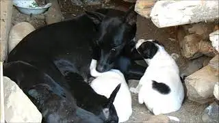 Breastfeeding a child @ Idar TV