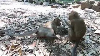 Monkey Froest Action monkeys in forest (EP28)#reels #Animals Daily SR