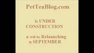 PetTeaBlog.com will be Back in OCTOBER SORRY (Thanks For Your Patience)