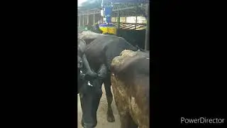 Installing of rotating cow brush😊