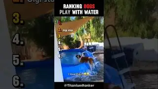 Ranking Dogs Playing With Water.