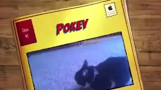 Pokey the grumpy cat's brother video compilation