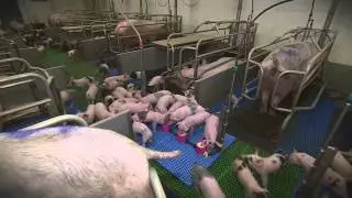 Agrafiek Winnaar categorie Varkens - Piggy's Palace (georganiseerd door Prosu Media Producties)
