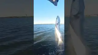 Tide CHANGE = HOT Bite! Saltwater Fishing Tampa Bay, Florida
