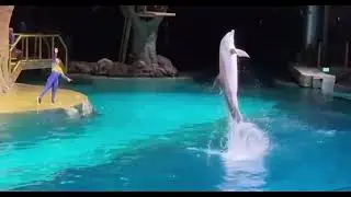 Splashing into happiness🐬#seaworld #yasisland #dolphin #fish #familytime #kidsfun #happy 