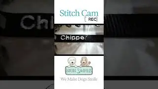 Stitch Cam: Chipper&rsquo;s Dog Collar 🧵🐾  #customdogcollar