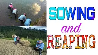 Traditional Rice Farming in Besao, Mt. Province | #SowingandReaping