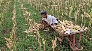 COOL! A UNIQUE CART USED BY FARMERS TO TRANSPORT SUPER CORN WITHOUT THE HASSLE - Agriculture Farming