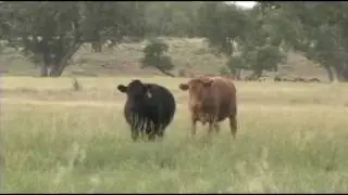 The Legacy of Cattle in Colorado: Renee Rondeau