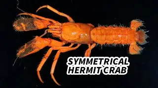 Symmetrical Hermit Crab Facts: NOT TWISTY | Animal Fact Files