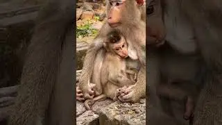 so cute baby monkey With mom monkey lovely baby #shortvideo
