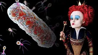 What's a Ф? | 2. Red Queen's Hypothesis