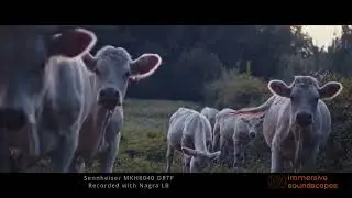 COWS sounds - MKH8040 (ORTF) + Nagra LB