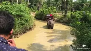 Krabi- Elephant Ride