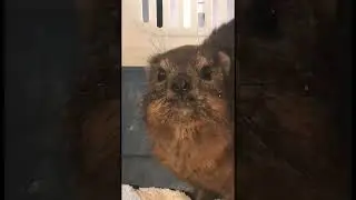 Chittering #Hyrax sound, one of the bouts of music that rock hyraxes like to sing to Wawa colonies