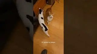 Кошки не поймают крыс